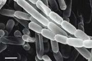 Rare clean room bacterium survives by playing dead UH team finds