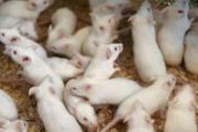 Healthy mouse offspring born from space preserved stem cells