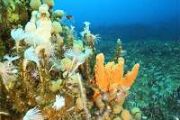 The first animals on Earth may have been sea sponges, study suggests