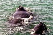 NASA Data Helps Map Tiny Plankton That Feed Giant Right Whales