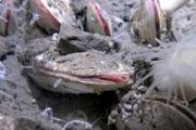 Chinese sub discovers deepest-ever creatures 10 km undersea