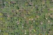 Space lasers, AI used by geospatial scientist to measure forest biomass