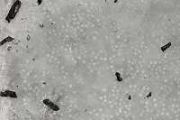 Composite metal foam endures repeated heavy loads at 400C and 600C