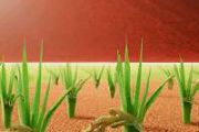 Is Terraforming Mars a Realistic Goal?