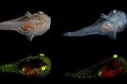 Fish biofluorescence evolved independently over 100 times in evolutionary history