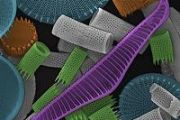 Bioplastic habitats could sustain algae growth for space colonization