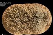 Searching for Spherules to Sample